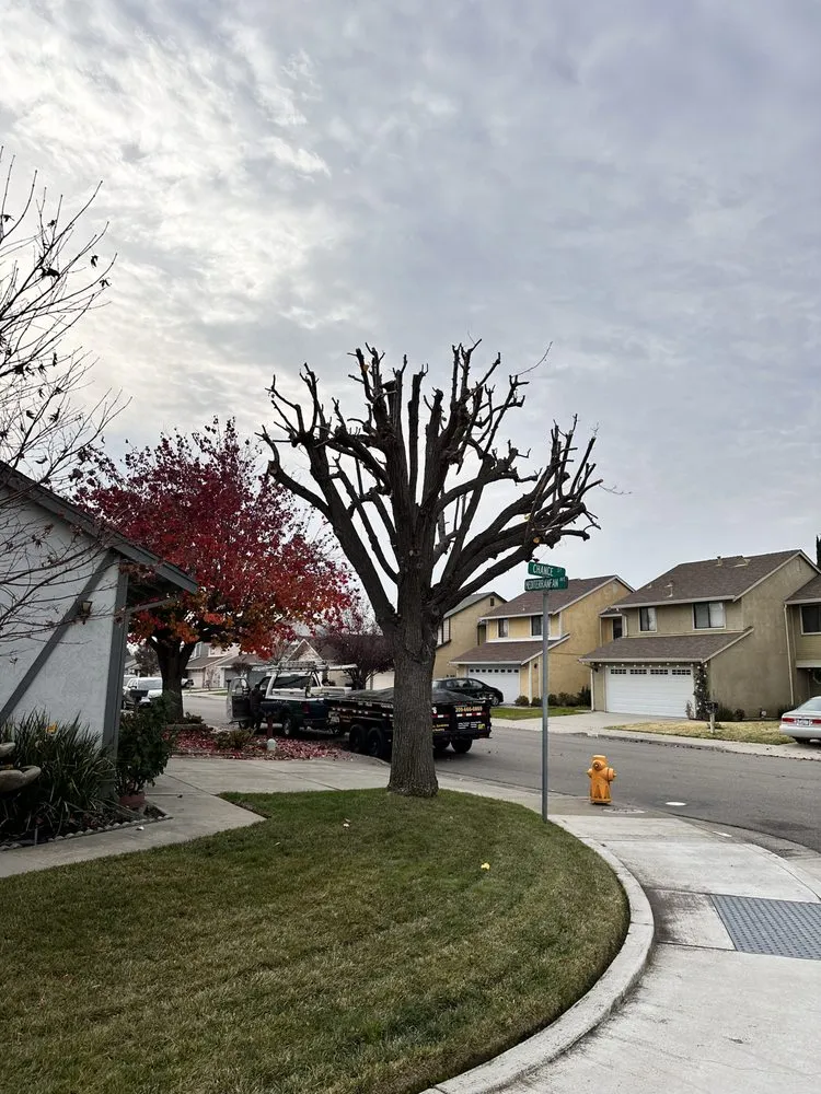 Local landscape design experts serving Tracy, CA - Jose V Landscape