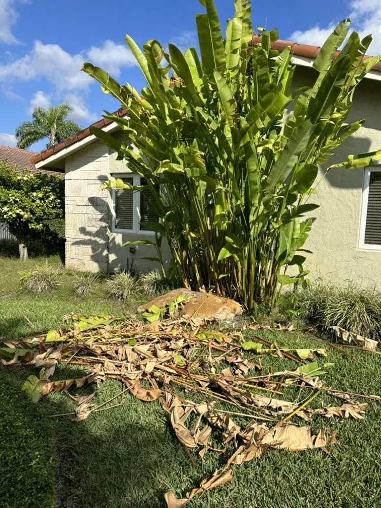 Local yard cleanup service for outdoor upgrades across Miami, FL - Josean Landscaping
