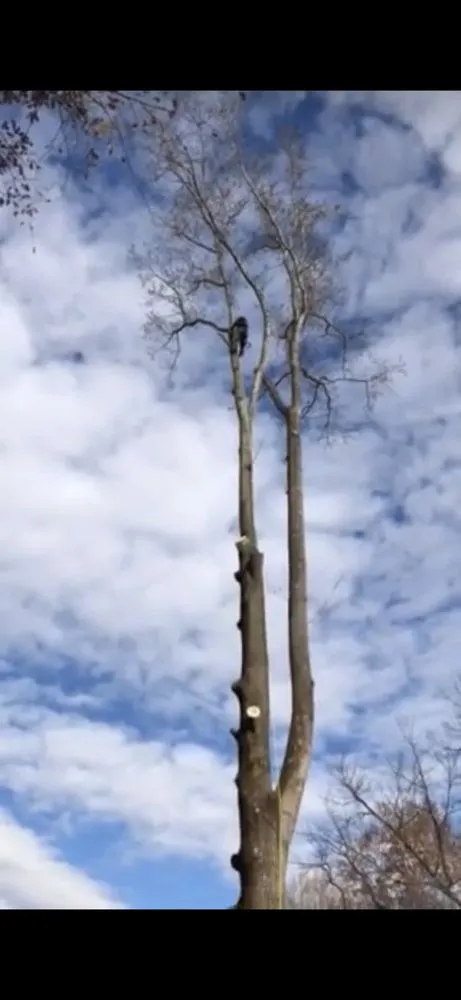 Affordable landscaping services for residential properties in Fairfax, VA by Joselara Landscaping