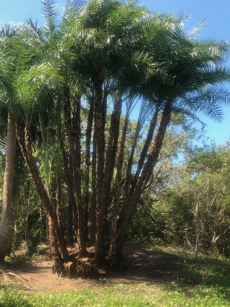 Affordable yard maintenance in Fort Myers, FL by Joseph