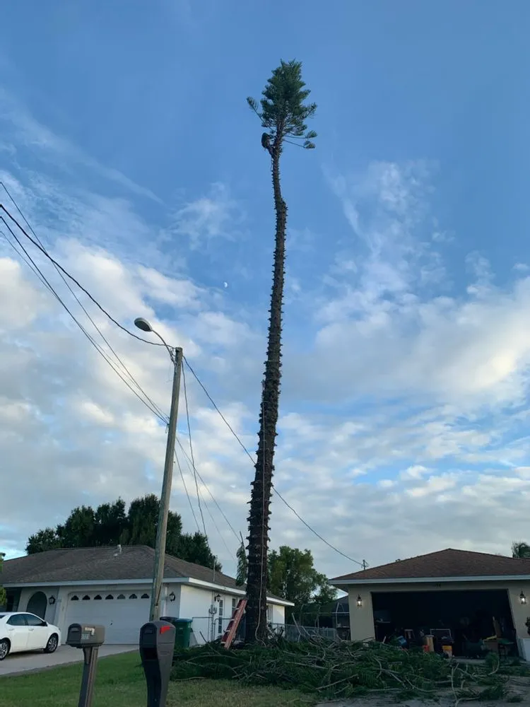 Reliable landscaping services in Fort Myers, FL by Joseph