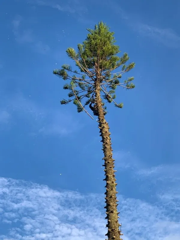 Reliable landscape design for beautiful yards in Fort Myers, FL by Joseph