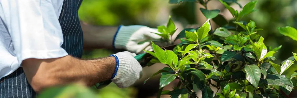 Reliable yard maintenance in Knoxville, TN - Joseph Landscaping and Irrigation