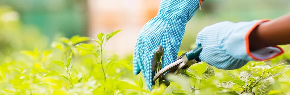 Trusted outdoor landscaping experts serving Knoxville, TN - Joseph Landscaping and Irrigation