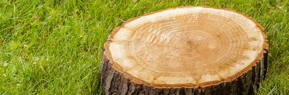 Expert landscape installation for year-round maintenance in Knoxville, TN by Joseph Landscaping and Irrigation