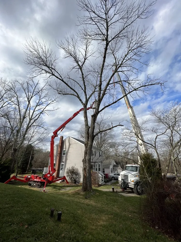 Trusted yard cleanup service for year-round maintenance across Feasterville, PA - Joseph McIlvaine Tree & Lawn
