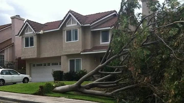 Top-rated yard maintenance near you in Gruver, TX by Joseph's Landscape Tree Service