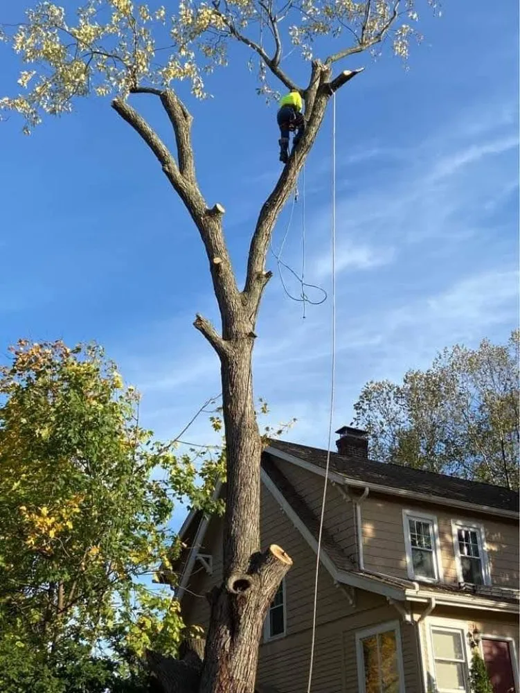 Custom landscape installation experts serving Gruver, TX - Joseph's Landscape Tree Service