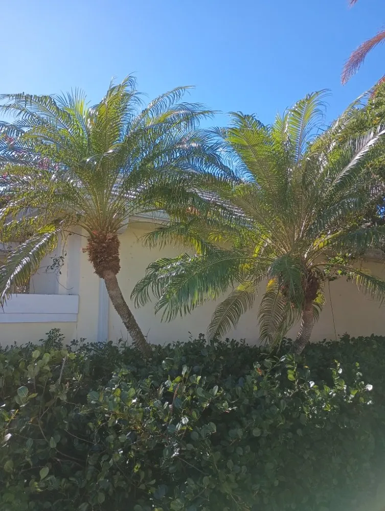 Local residential landscaping for year-round maintenance in West Palm Beach, FL by Joseph's Landscaping & Gardening