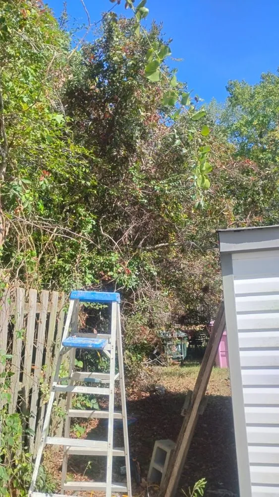 Top-rated residential landscaping for beautiful yards across Elm City, NC - Joseph's Lawn Care and Landscape