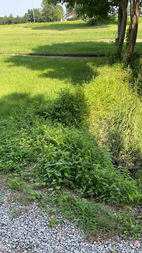 Professional yard cleanup service in Elm City, NC by Joseph's Lawn Care and Landscape