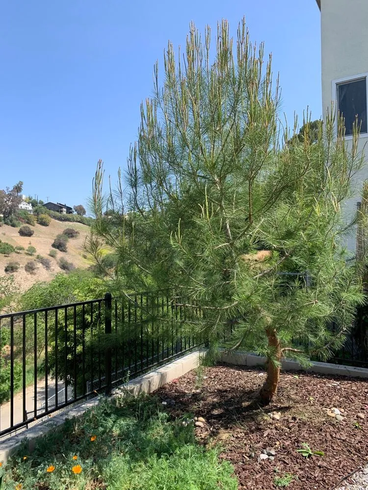Expert garden landscaping for residential properties in North Hollywood, CA by Joseph’s Tree Service and Landscape