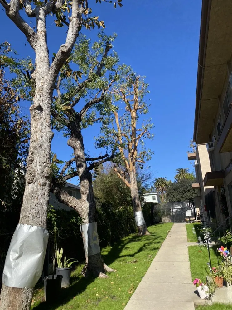 Local landscaping services with custom design across North Hollywood, CA - Joseph’s Tree Service and Landscape