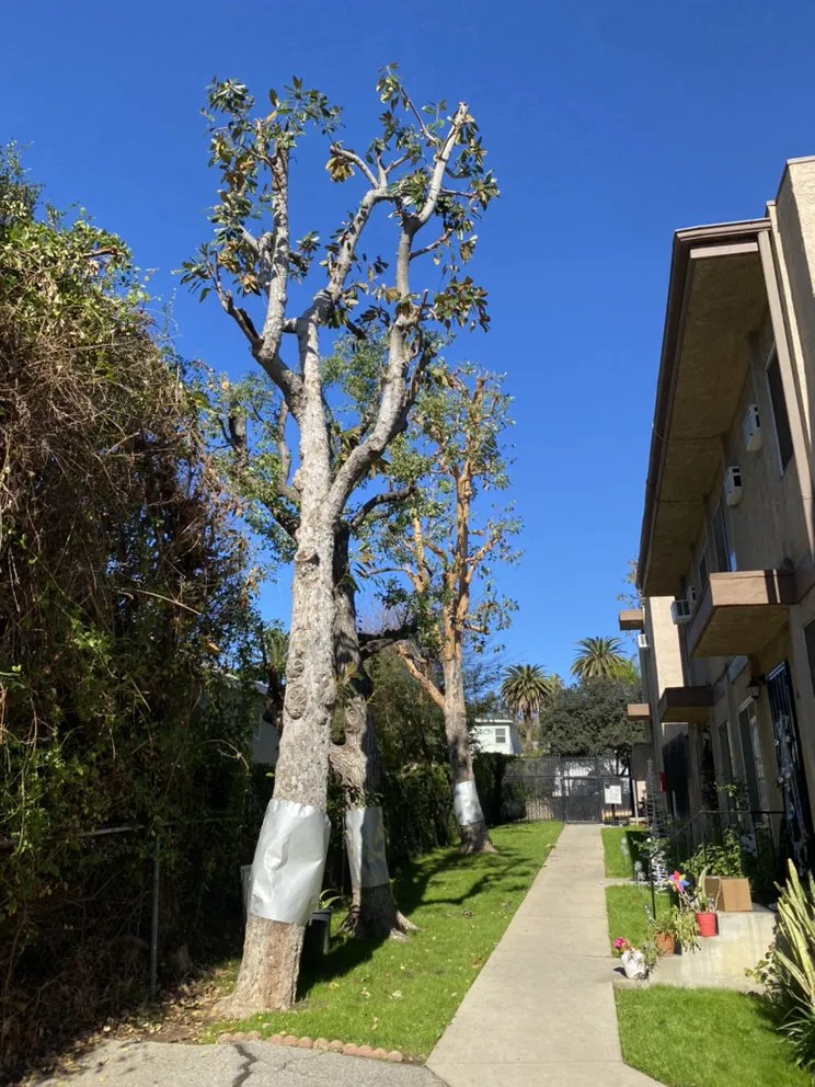 Local landscaping services in North Hollywood, CA - Joseph’s Tree Service and Landscape
