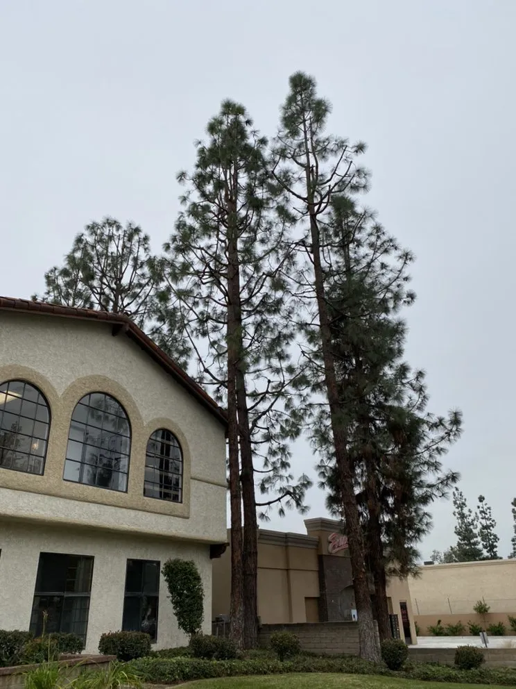 Affordable garden landscaping in North Hollywood, CA - Joseph’s Tree Service and Landscape