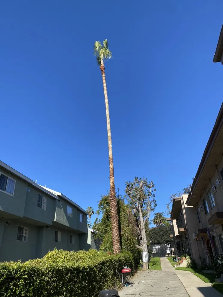 Trusted yard cleanup service in North Hollywood, CA - Joseph’s Tree Service and Landscape