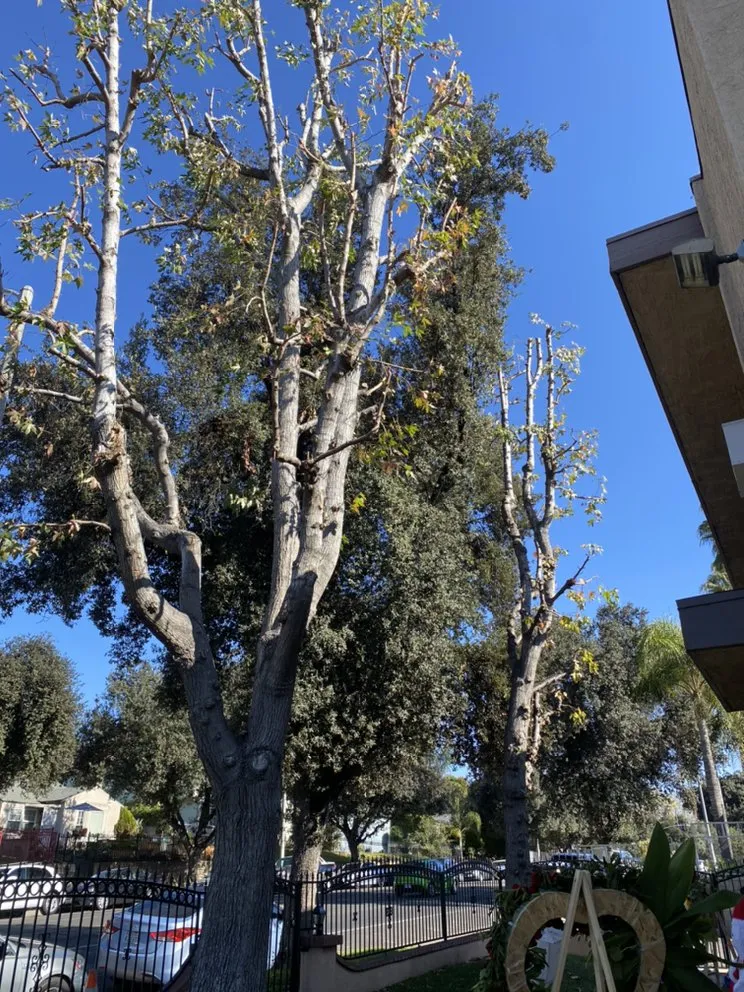 Top-rated lawn mowing service for beautiful yards in North Hollywood, CA by Joseph’s Tree Service and Landscape