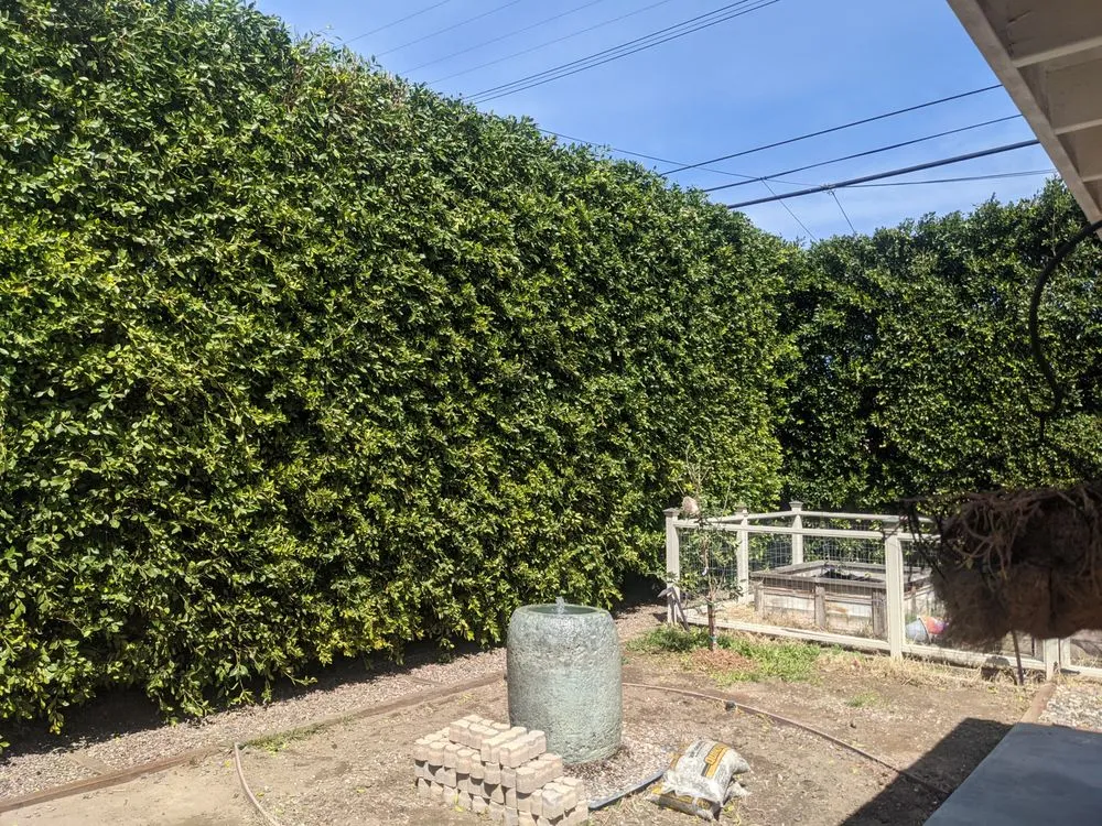 Professional landscape design for year-round maintenance in North Hollywood, CA by Joseph’s Tree Service and Landscape