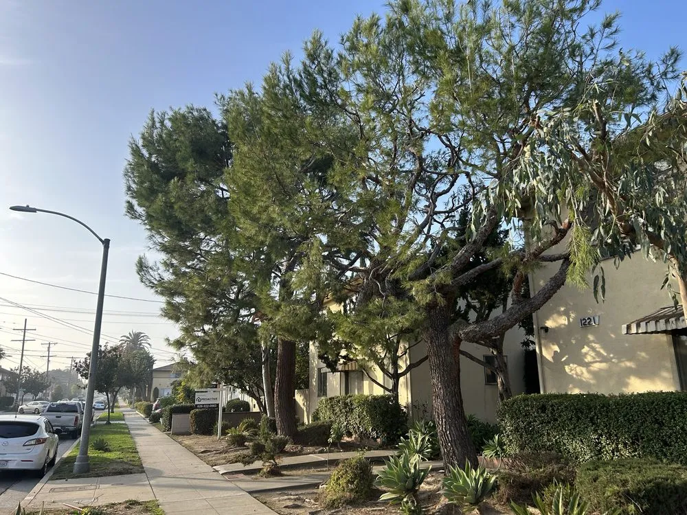 Trusted yard maintenance for homes in North Hollywood, CA by Joseph’s Tree Service and Landscape