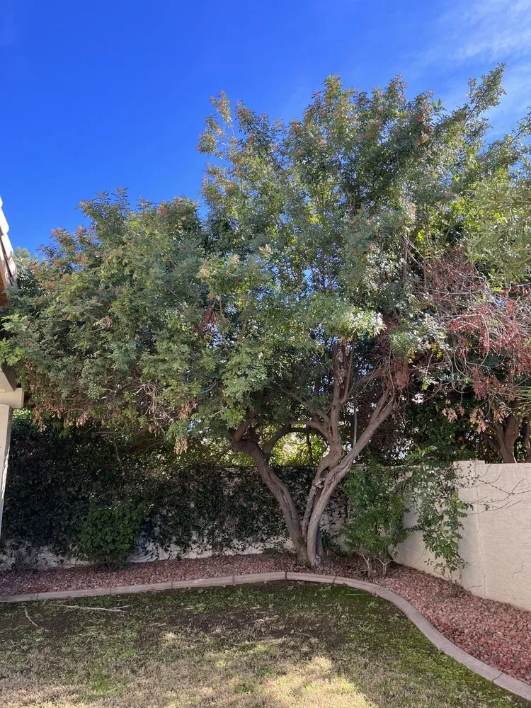 Expert garden landscaping experts serving Glendale, AZ - Jose’s Clean Ups