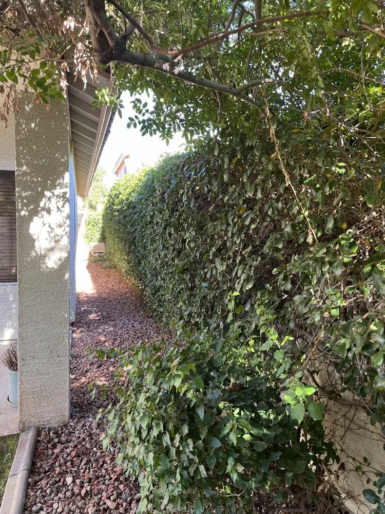 Local yard maintenance for beautiful yards in Glendale, AZ by Jose’s Clean Ups