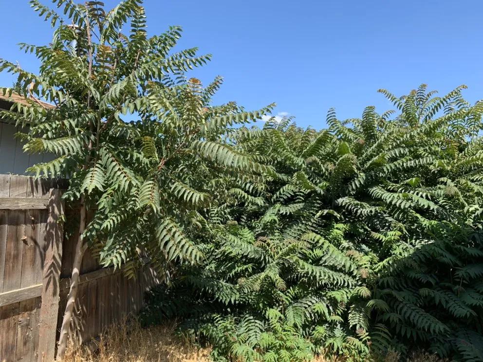 Custom yard cleanup service in White City, OR - Jose’s Feild & Property Mowing