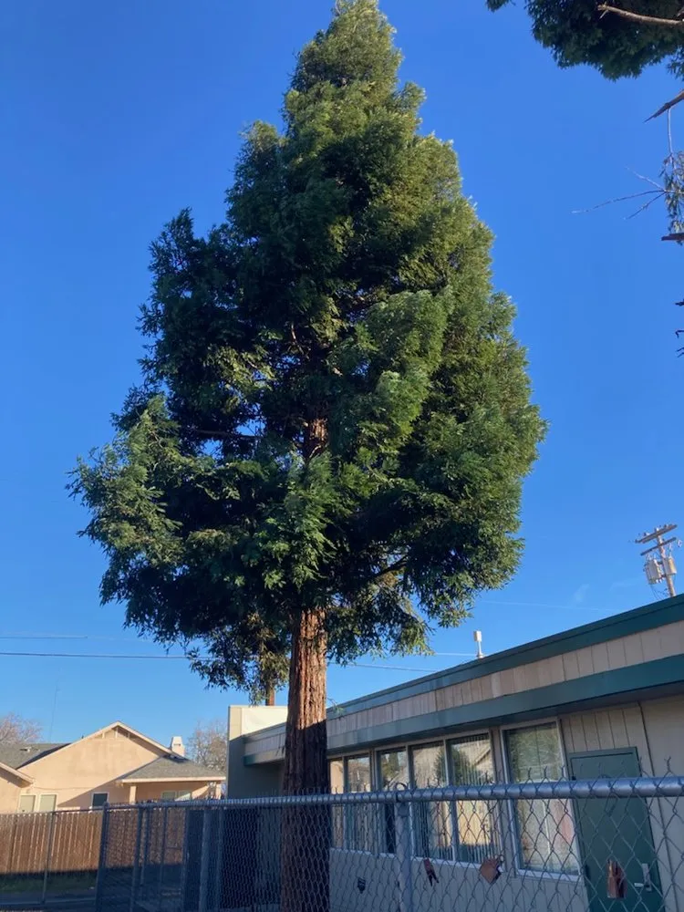 Reliable landscape design experts serving Sacramento, CA - Jose's Gardening & Maintenance Services