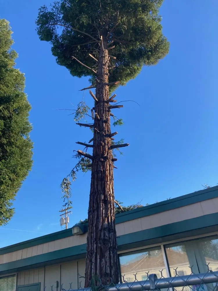 Expert landscaping services in Sacramento, CA by Jose's Gardening & Maintenance Services