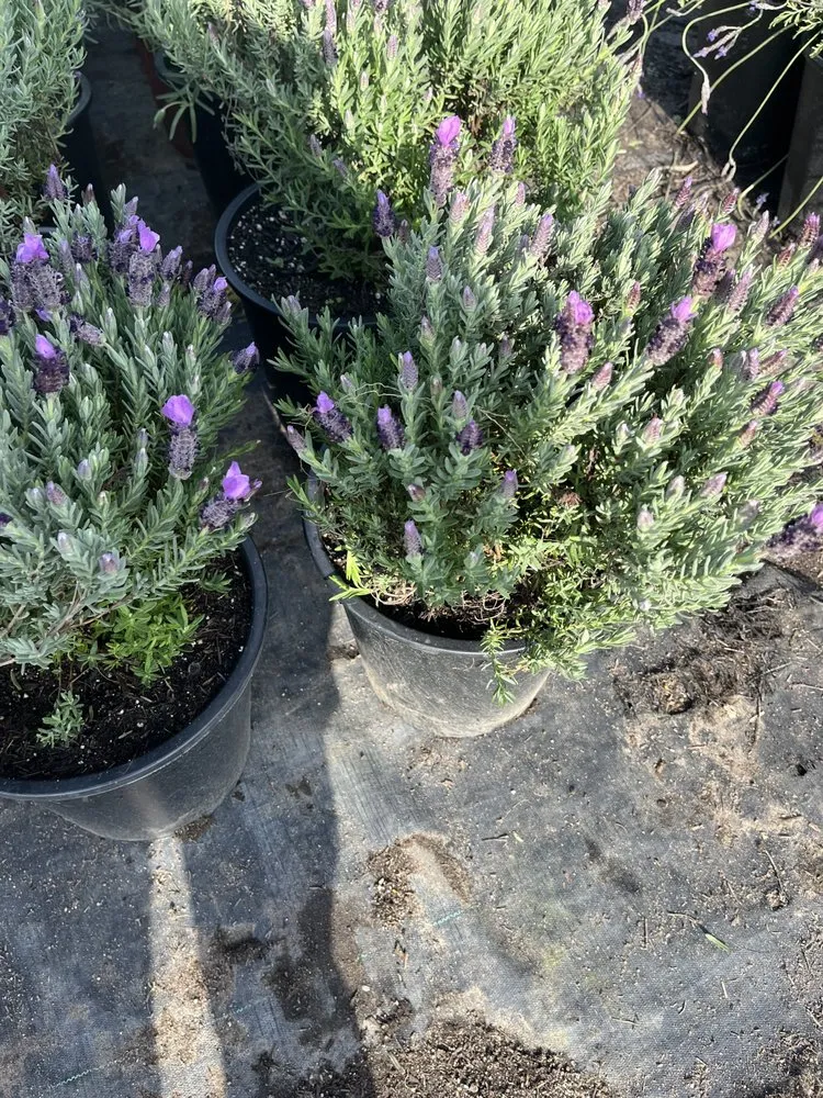 Expert outdoor landscaping for outdoor upgrades in Glendale, CA by Jose's Gardening and Landscaping