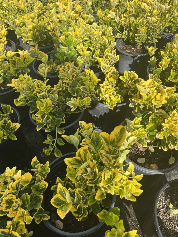 Expert landscape design experts serving Glendale, CA - Jose's Gardening and Landscaping