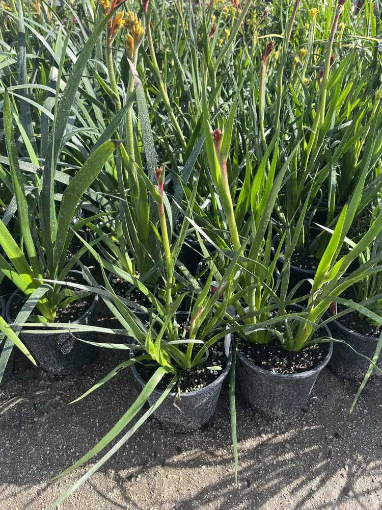 Professional landscape installation in Glendale, CA by Jose's Gardening and Landscaping