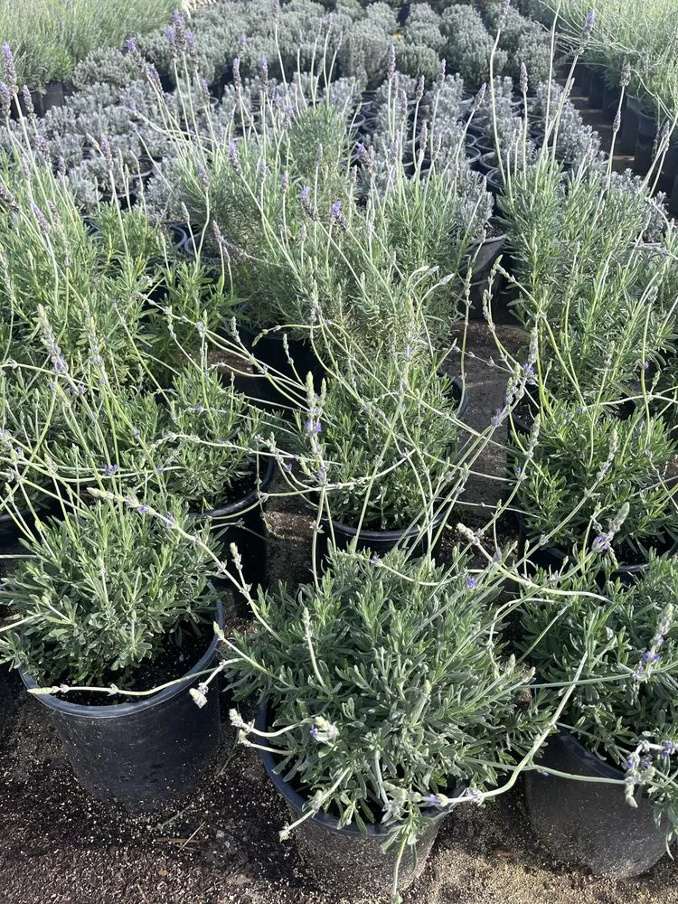 Top-rated garden landscaping experts serving Glendale, CA - Jose's Gardening and Landscaping