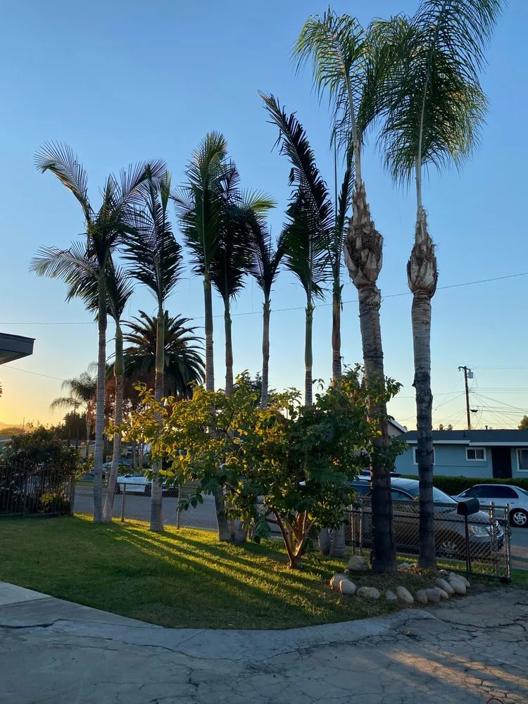 Affordable lawn care service experts serving City of Industry, CA - Jose's Gardening Service