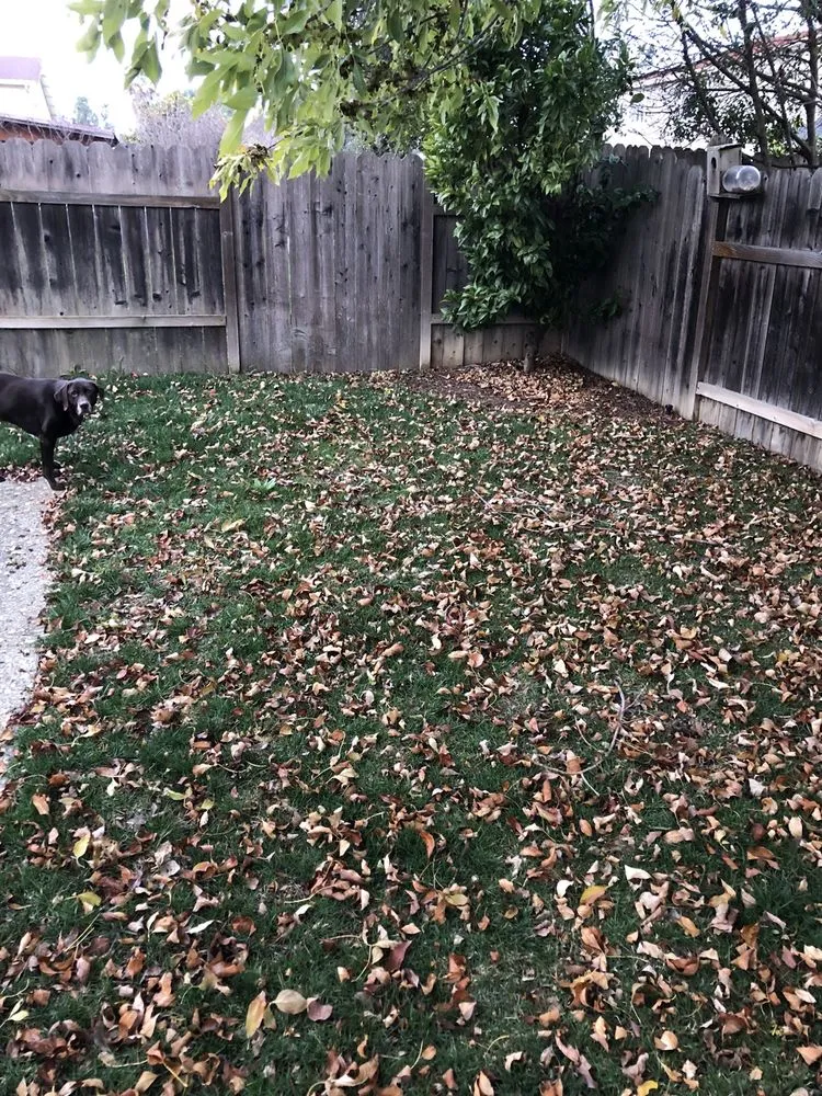 Custom lawn care service experts serving Vallejo, CA - Jose's Gardening