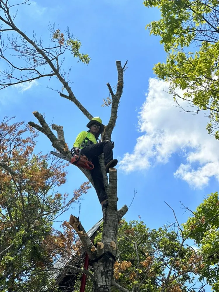 Local landscape design for beautiful yards in Austin, TX by Jose’s landscaping and tree services