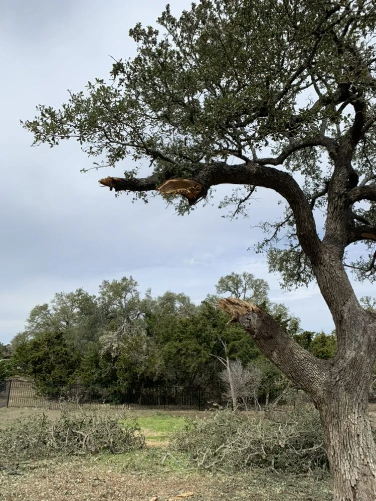 Trusted lawn care service for year-round maintenance across Austin, TX - Jose’s landscaping and tree services