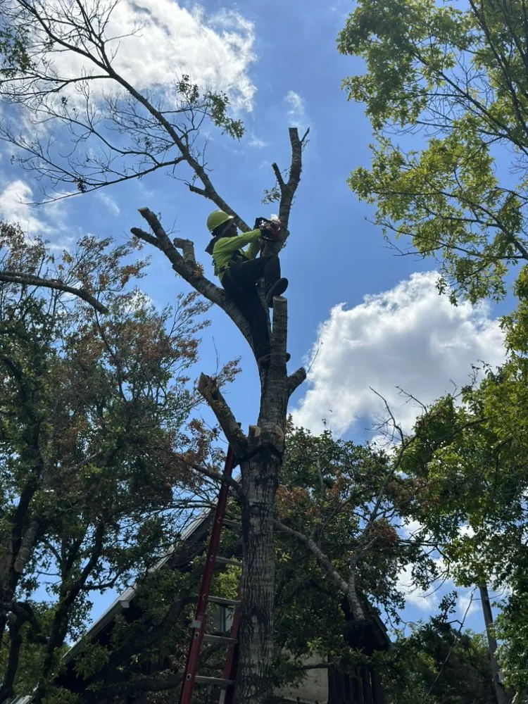 Trusted residential landscaping in Austin, TX by Jose’s landscaping and tree services