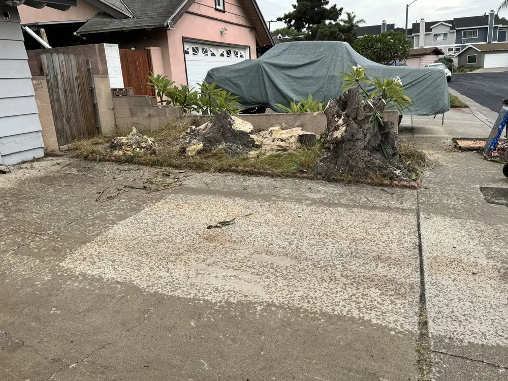 Professional lawn care service experts serving Carson, CA - Jose’s landscaping