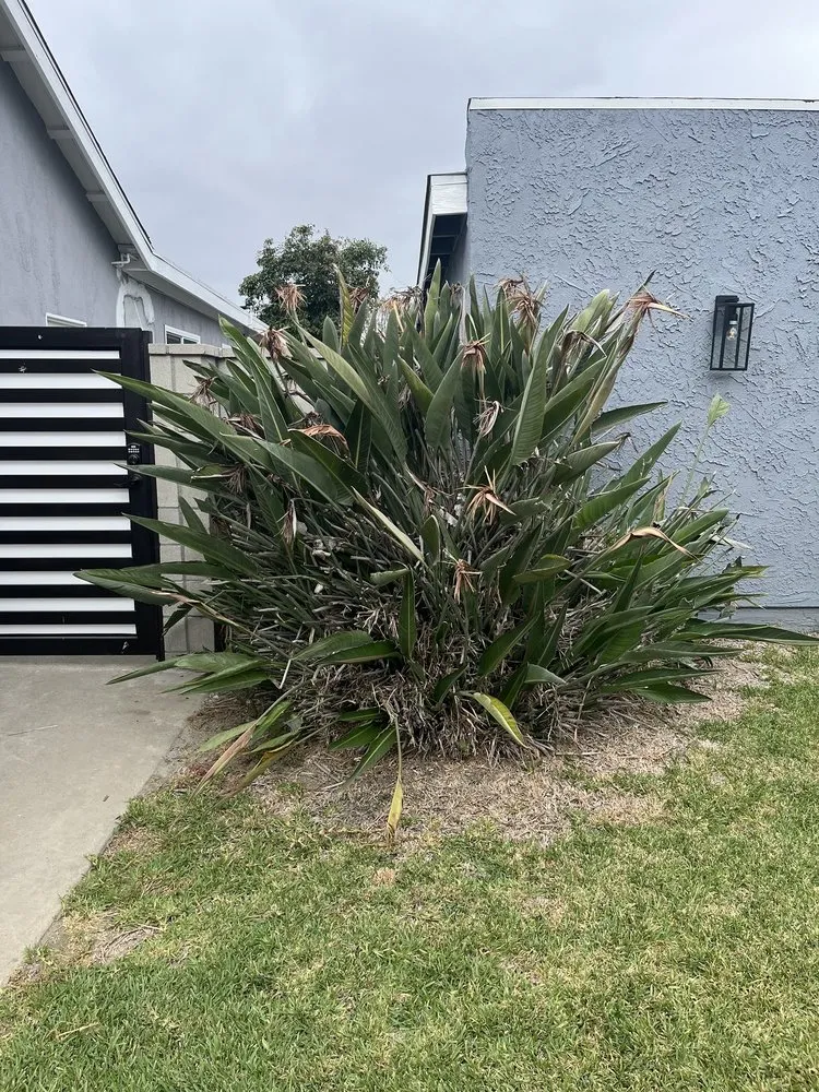 Trusted landscaping services for outdoor upgrades in Carson, CA by Jose’s landscaping