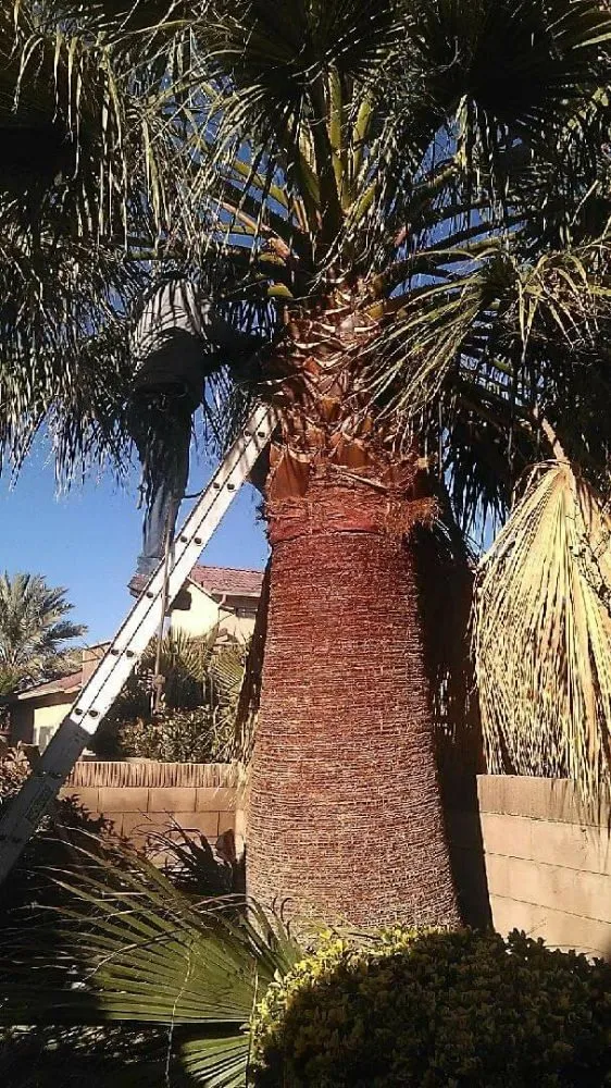 Affordable lawn care service in Lancaster, CA by Jose's Landscaping