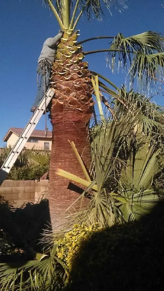 Top-rated yard cleanup service experts serving Lancaster, CA - Jose's Landscaping