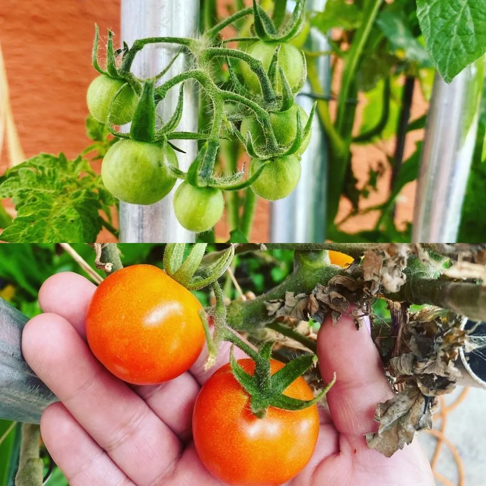 Affordable landscape design in Los Angeles, CA by Jose’s Landscaping