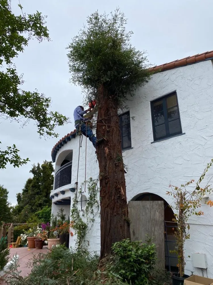 Trusted lawn mowing service experts serving Los Angeles, CA - Jose’s Landscaping