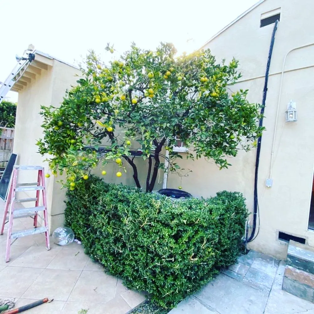 Affordable landscape installation experts serving Los Angeles, CA - Jose’s Landscaping