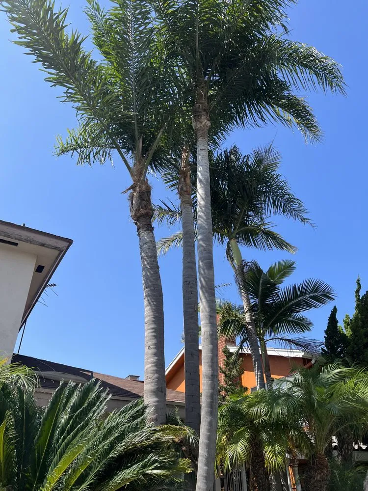 Local yard cleanup service experts serving Los Angeles, CA - Jose’s Landscaping