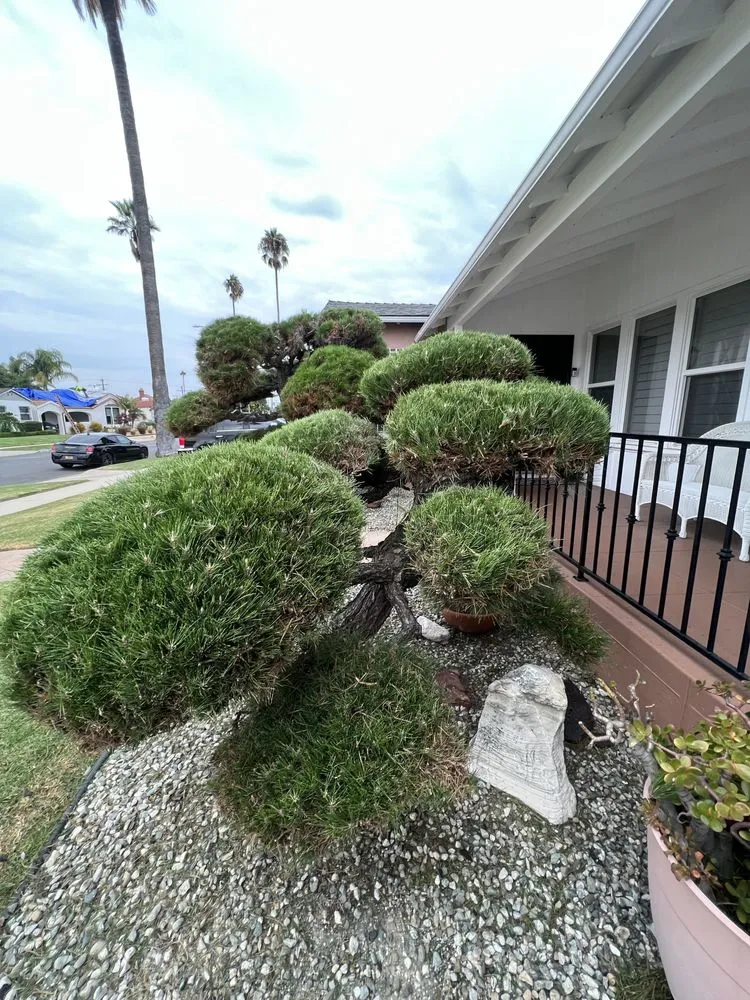 Affordable lawn care service in Los Angeles, CA - Jose’s Landscaping