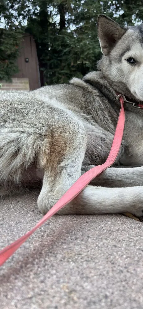 Professional yard maintenance for residential properties across Los Angeles, CA - Jose’s Landscaping