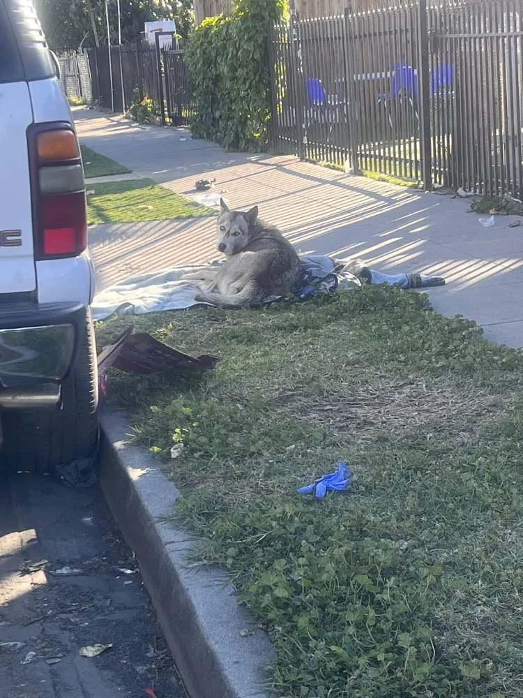 Trusted landscape installation for residential properties in Los Angeles, CA by Jose’s Landscaping