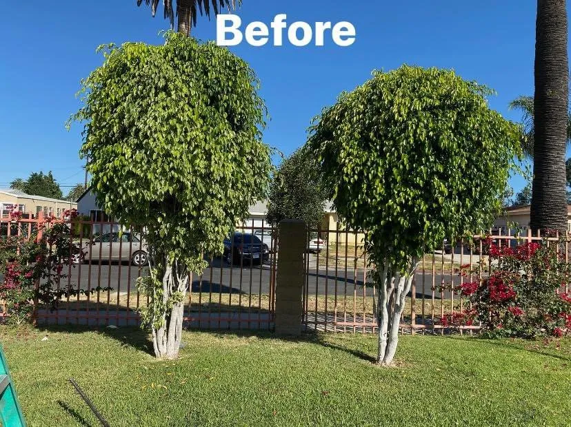 Reliable yard cleanup service for residential properties across Los Angeles, CA - Jose’s Landscaping