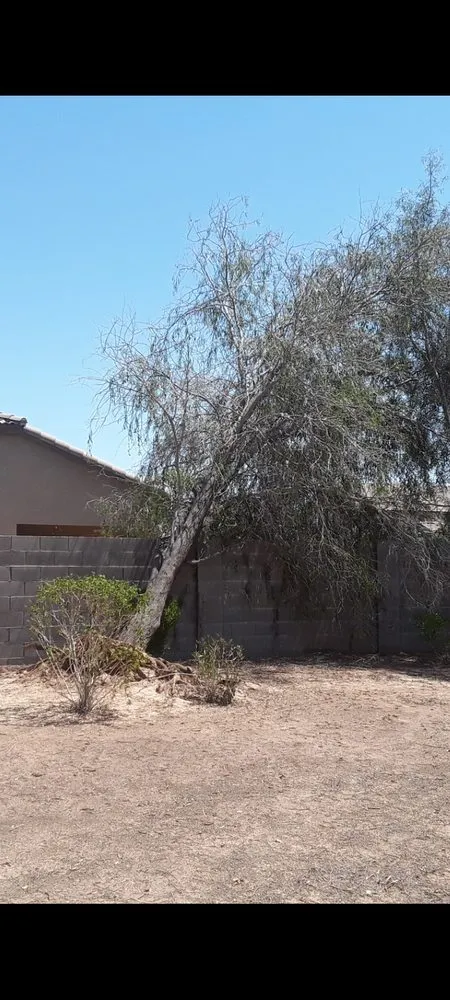 Custom yard cleanup service in Phoenix, AZ by Jose's Landscaping